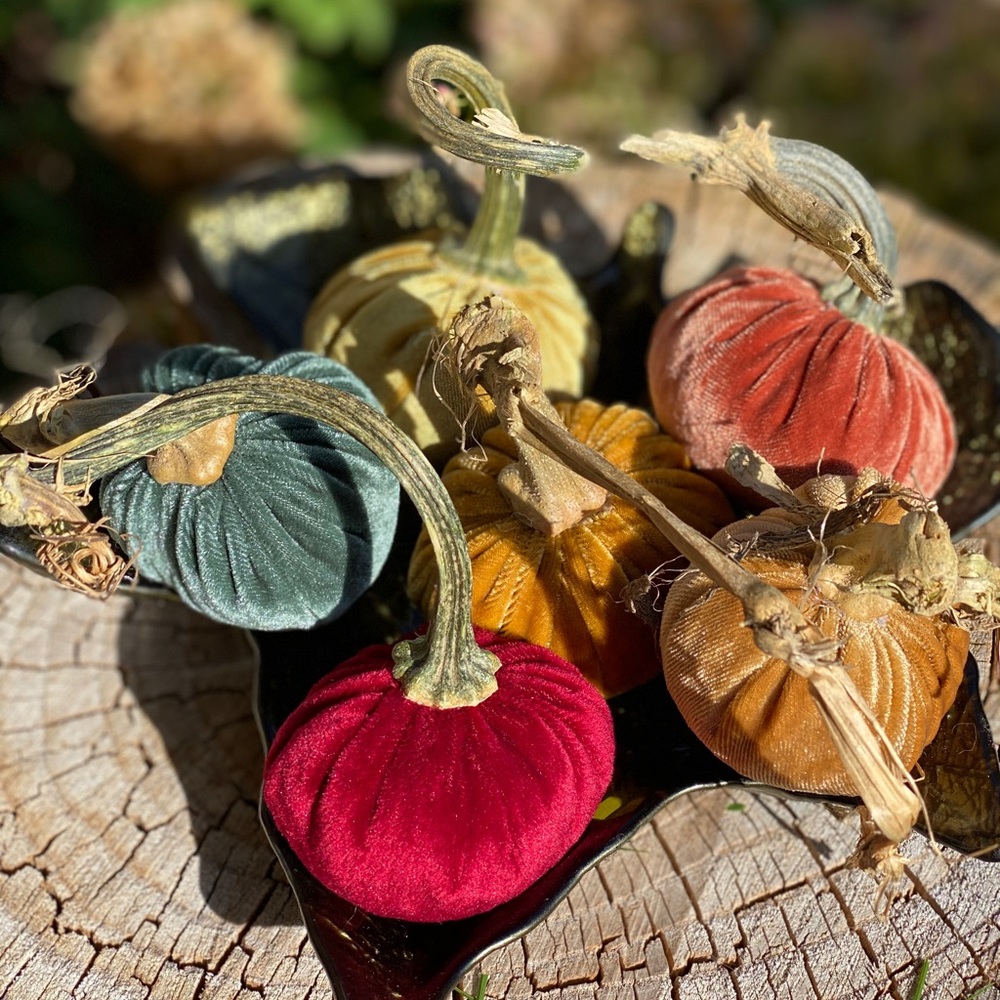 Velvet pumpkins - Picture 1 of 5